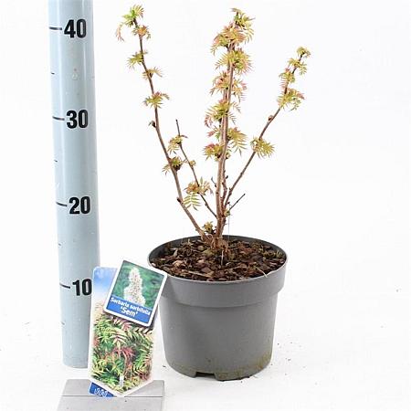 Sorbaria sorbif. 'Sem' Pot 2 liter 25-30cm
