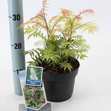 Sorbaria sorbif. 'Sem' Pot 2 liter 25-30cm