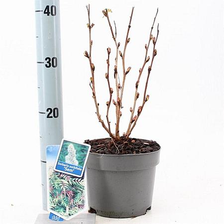 Sorbaria sorbif. 'Sem' Pot 2 liter 25-30cm