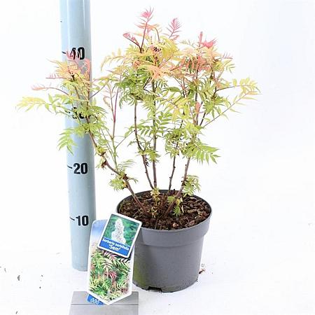 Sorbaria sorbif. 'Sem' Pot 2 liter 25-30cm