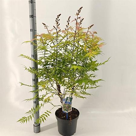 Sorbaria sorbif. 'Sem' Pot 5 liter 30-35cm