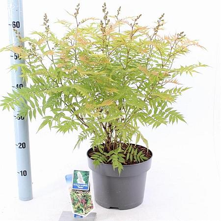 Sorbaria sorbif. 'Sem' Pot 5 liter 30-35cm