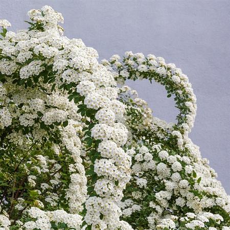 Spiraea arguta Pot 3 Liter 30 - 40 cm