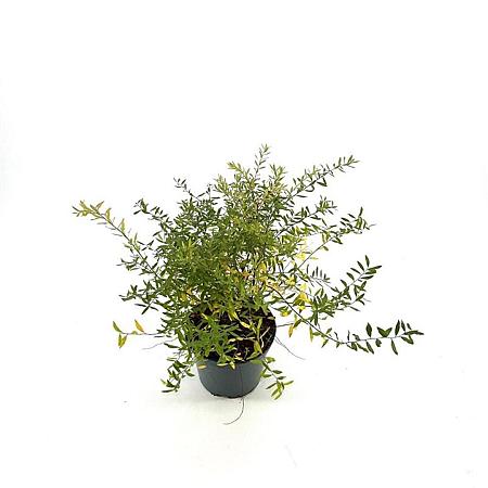Spiraea arguta Pot 3 Liter 30 - 40 cm