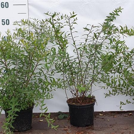 Spiraea arguta Pot 2 Liter40 - 60 cm