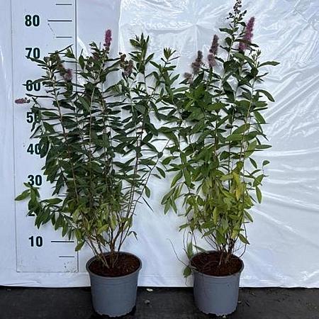 Spiraea billardii Pot 2 Liter60 - 80 cm