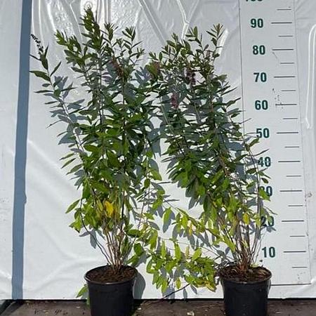 Spiraea billardii Pot 2 Liter60 - 80 cm