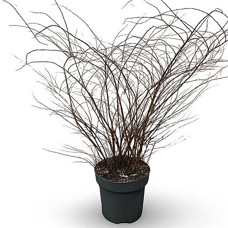 Spiraea cinerea 'Grefsheim' Pot 12 liter 80 - 100 cm