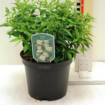 Spiraea jap. 'Albiflora' Pot 3 Liter 30 - 40 cm
