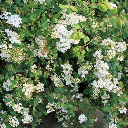 Spiraea jap. 'Albiflora' Pot 3 Liter 30 - 40 cm