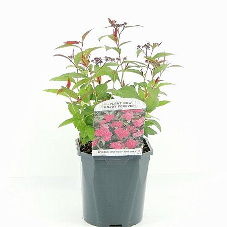 Spiraea jap. 'Anthony Waterer' Pot 2 Liter 20 - 30 cm