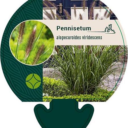 Pennisetum alopecuroides viridesc. Pot 9 cm