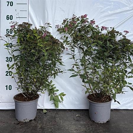 Spiraea jap. 'Froebelii' Pot 2 Liter40 - 60 cm