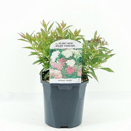 Spiraea jap. 'Genpei' Pot 2 Liter 20 - 30 cm