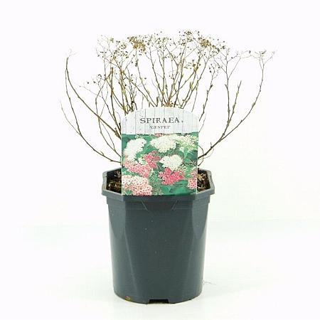 Spiraea jap. 'Genpei' Pot 2 Liter 20 - 30 cm