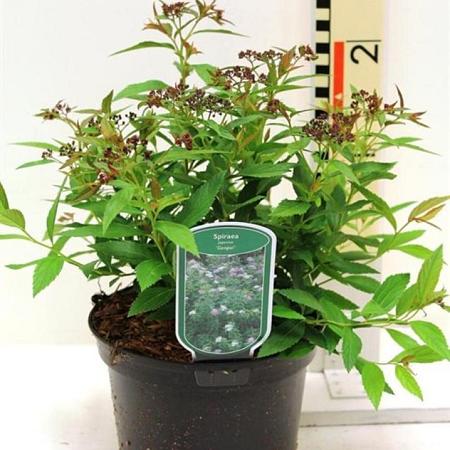 Spiraea jap. 'Genpei' Pot 3 Liter 30 - 40 cm