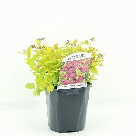 Spiraea jap. 'Golden Princess' Pot 2 Liter 20 - 30 cm