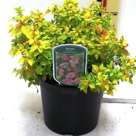 Spiraea jap. 'Golden Princess' Pot 3 liter 25-30cm