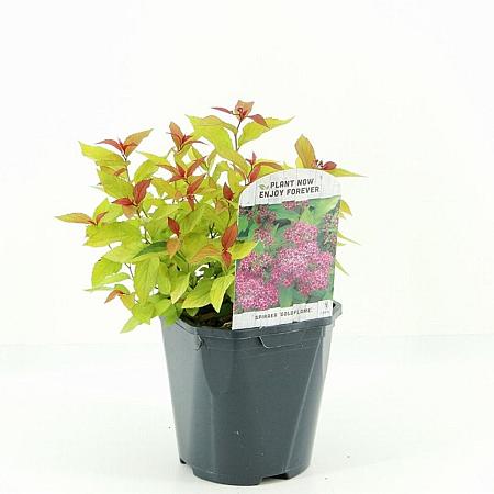 Spiraea jap. 'Goldflame' Pot 2 Liter 20 - 30 cm