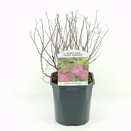 Spiraea jap. 'Goldflame' Pot 2 Liter 20 - 30 cm