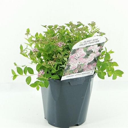 Spiraea jap. 'Little Princess' Pot 2 Liter 20 - 30 cm