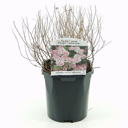 Spiraea jap. 'Little Princess' Pot 2 Liter 20 - 30 cm