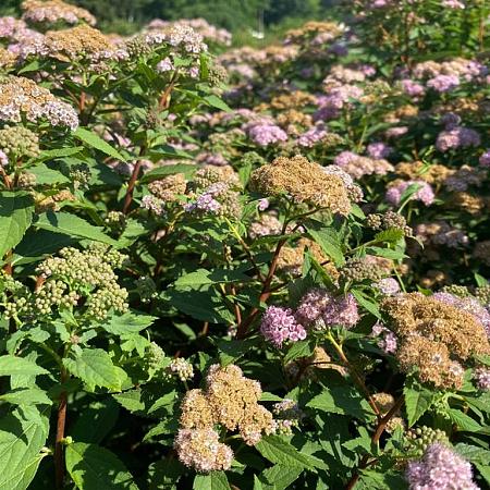 Spiraea jap. 'Little Princess' Pot 2 Liter 20 - 30 cm