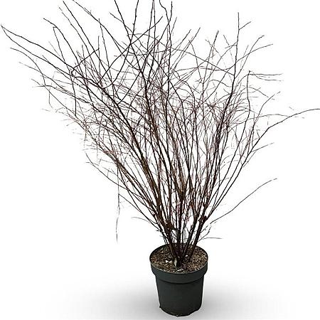 Spiraea vanhouttei Pot 12 liter 80 - 100 cm