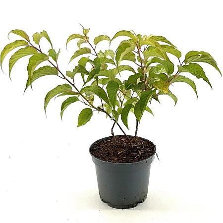 Stachyurus praecox Pot 3 Liter 30 - 40 cm