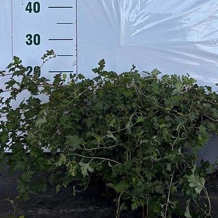 Stephanandra incisa 'Crispa' Pot 2 Liter 20 - 30 cm