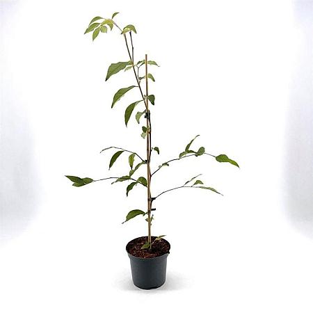 Stewartia pseudocamellia Pot 3 Liter 40 - 50 cm