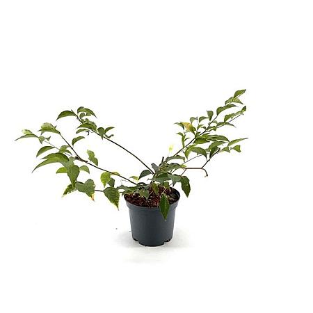 Styrax japonicus Pot 3 Liter 30 - 40 cm