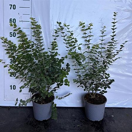 Symphoricarpos d. 'Magic Berry' Pot 2 Liter40 - 60 cm