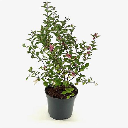 Symphoricarpos Magical Candy Pot 3 Liter 40 - 50 cm