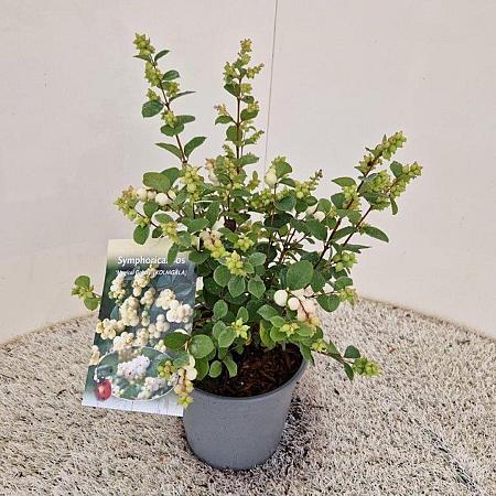 Symphoricarpos Magical Candy Pot 2 liter 25-30cm