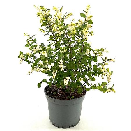 Symphoricarpos Magical Galaxy Pot 3 Liter 40 - 50 cm