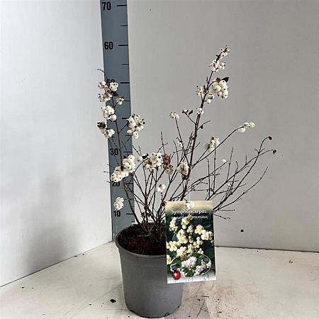 Symphoricarpos Magical Galaxy Pot 2 liter 25-30cm