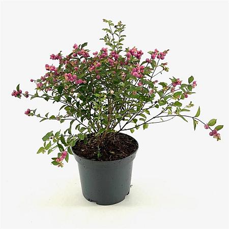 Symphoricarpos Magical Sweet Pot 3 Liter 40 - 50 cm