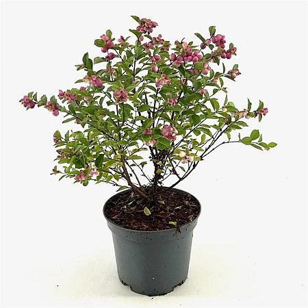 Symphoricarpos Magical Temptation Pot 3 Liter 40 - 50 cm