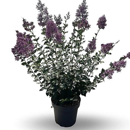 Syringa Bloomerang Dark Purple Pot 12 liter 60 - 80 cm