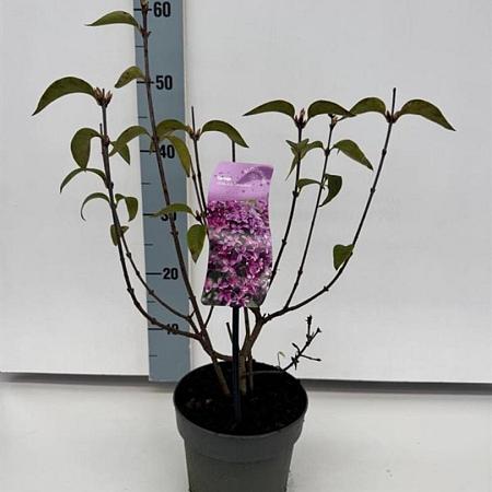 Syringa chinensis 'Saugeana' Pot 2 liter 25-30cm