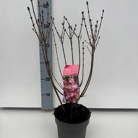 Syringa 'Josée' Pot 2 liter 25-30cm