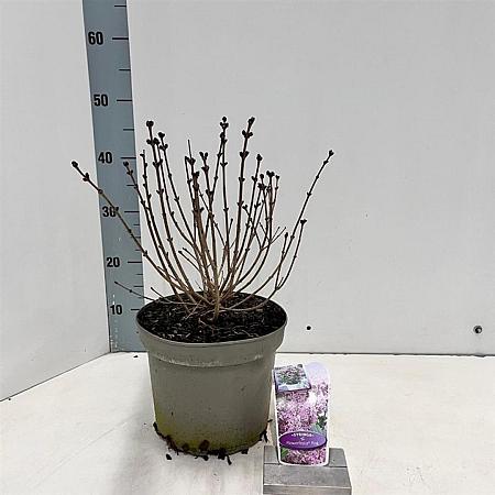 Syringa meyeri Flowerfesta Pink Pot 5 Liter 40 - 50 cm