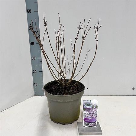 Syringa meyeri Flowerfesta Purple Pot 5 Liter 40 - 50 cm