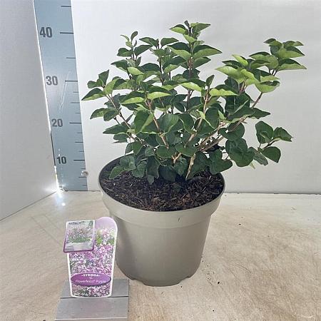 Syringa meyeri Flowerfesta Purple Pot 5 Liter 40 - 50 cm