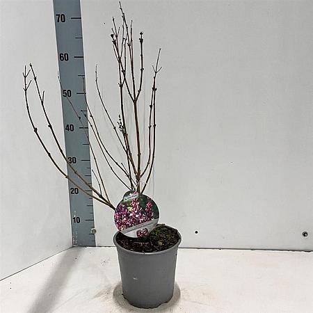 Syringa meyeri Flowerfesta Purple Pot 2 liter 25-30cm