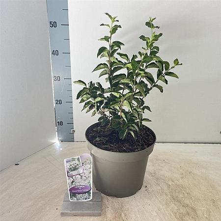 Syringa meyeri Flowerfesta White Pot 5 Liter 40 - 50 cm