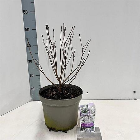 Syringa meyeri Flowerfesta White Pot 5 Liter 40 - 50 cm