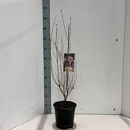 Syringa microphylla 'Superba' Pot 4 Liter 40 - 60 cm