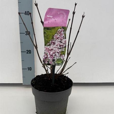 Syringa patula 'Miss Kim' Pot 2 liter 25-30cm